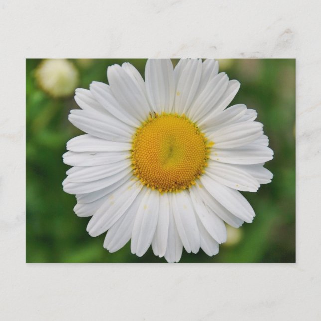 Carte Postale Fleur simple marguerite (Devant)