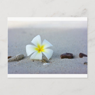 Carte Postale Fleur sur la plage