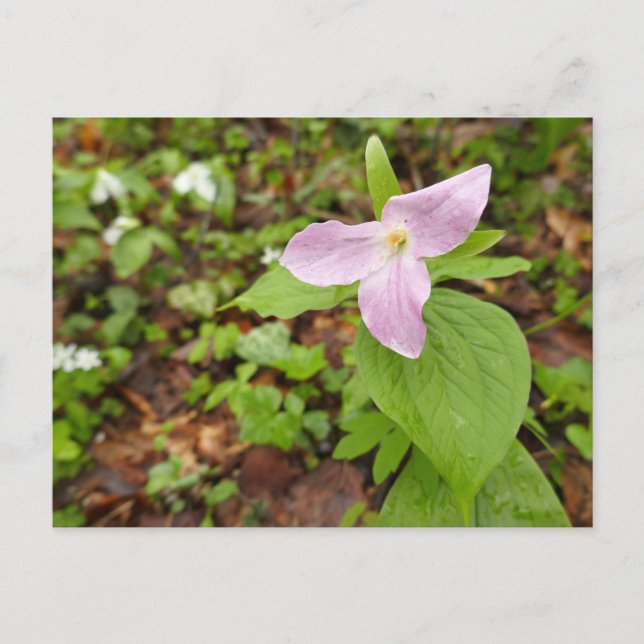Carte Postale Fleur Trillium Rose (Devant)