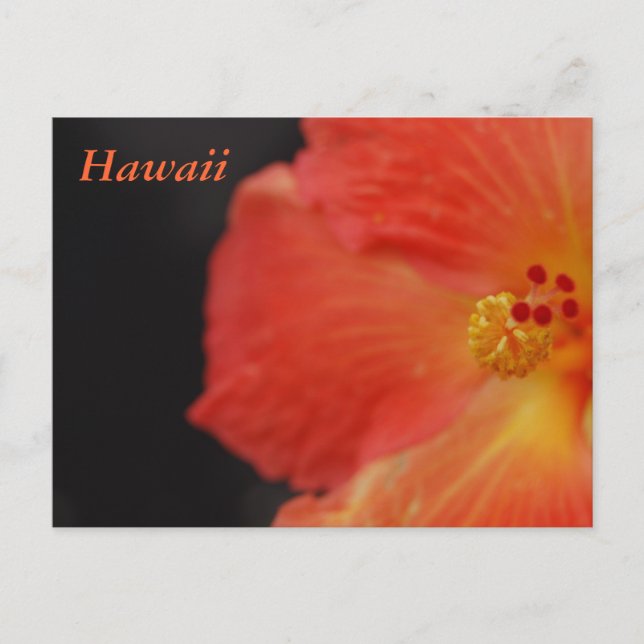 Carte Postale Fleur tropicale Hawaï (Devant)