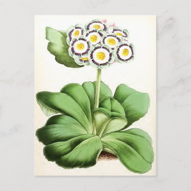 Carte Postale Fleur Vintage "Aurium John Waterston" (Devant)