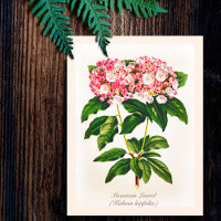 Fleur vintage de laurier de montagne