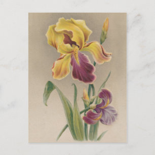 Carte Postale Fleur vintage Iris