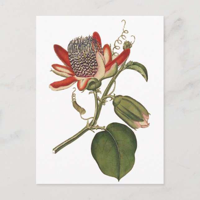 Carte Postale Fleur vintage Passion (Devant)