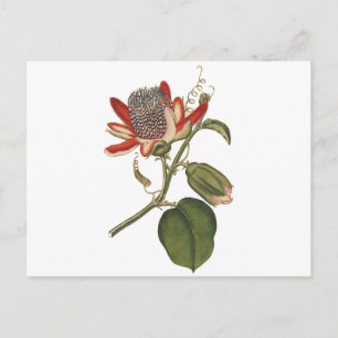 Carte Postale Fleur vintage Passion