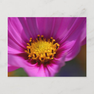 Carte Postale Fleur violet