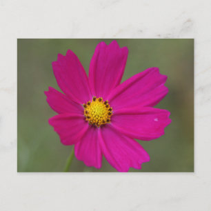Carte Postale fleur violette