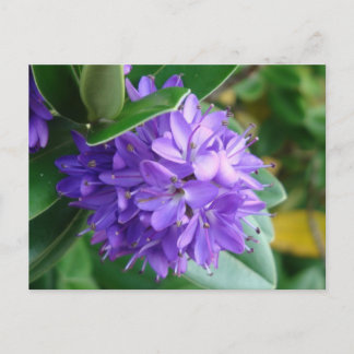 Carte Postale Fleur violette à Clifden, Irlande