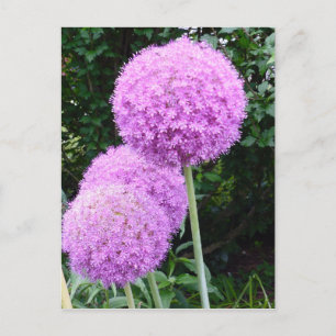 Carte Postale Fleur violette Allium