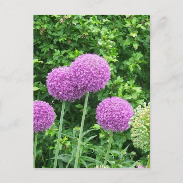 Carte Postale Fleur violette Allium (Devant)