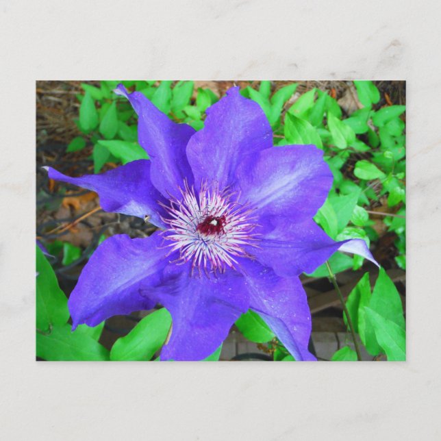 Carte Postale Fleur violette Clematis (Devant)