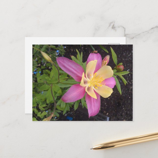 Carte Postale Fleur violette de l'Alaska (Devant/Arrière en situation)