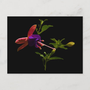 Carte Postale Fleur violette Fuchsia