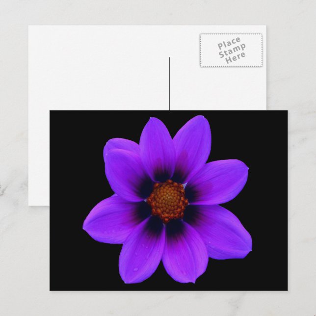 Carte Postale Fleur violette sauvage à Dusk (Devant / Derrière)