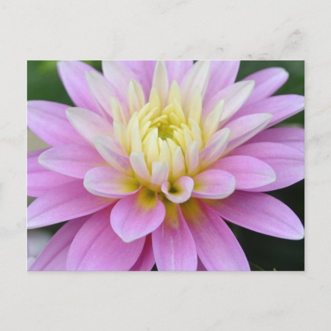 Carte postale Fleur Zen - Dahlia (Devant)