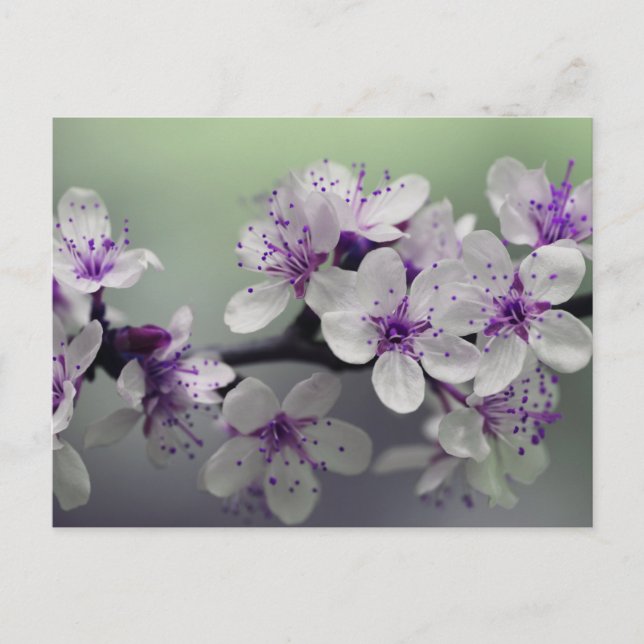 carte postale fleurs (Devant)