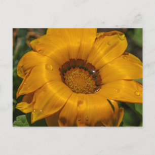 Carte Postale Fleurs
