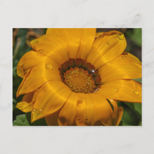 Carte Postale Fleurs (Devant)