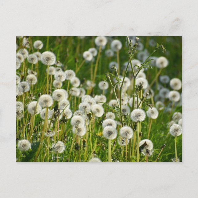 Carte Postale Fleurs (Devant)