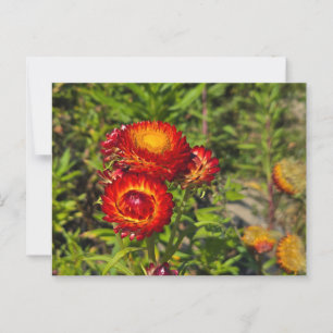 Carte Postale Fleurs