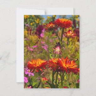 Carte Postale Fleurs