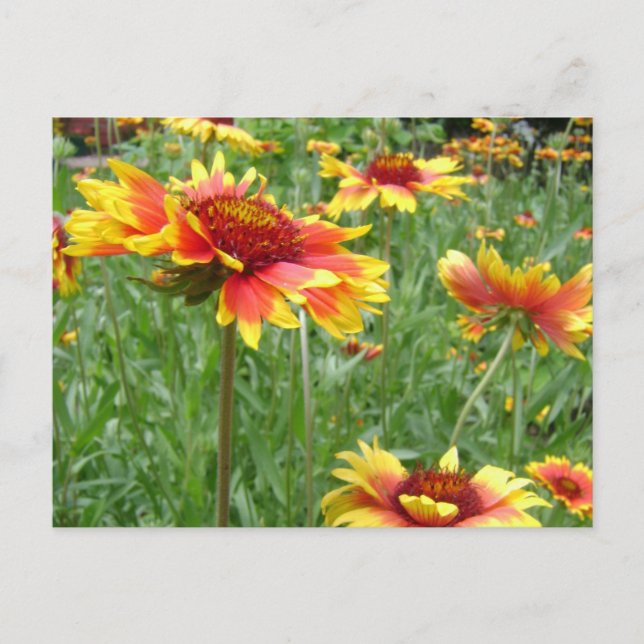 Carte Postale Fleurs (Devant)