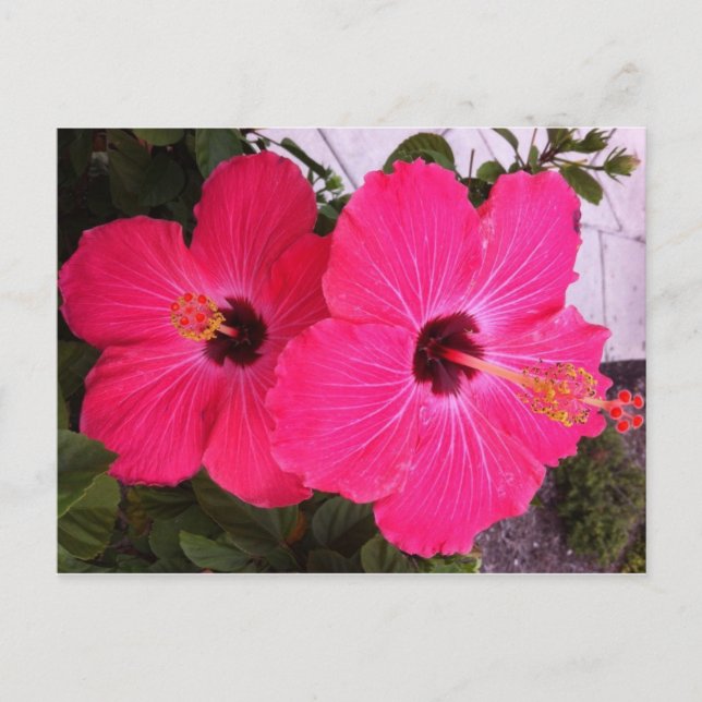 Carte Postale fleurs (Devant)