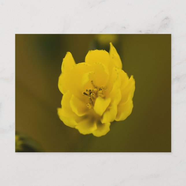 Carte Postale Fleurs (Devant)