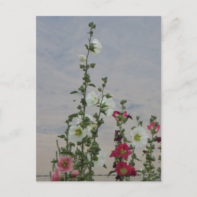Carte Postale Fleurs (Devant)