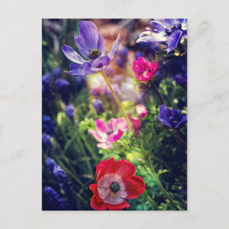 Carte Postale Fleurs