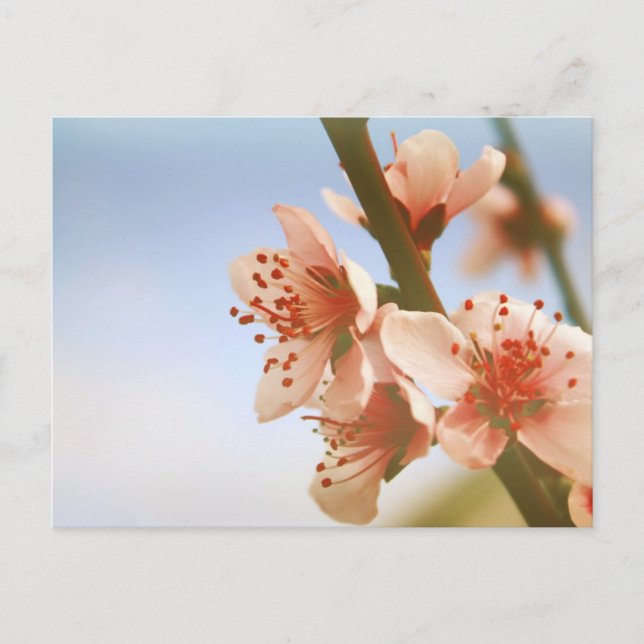 Carte Postale Fleurs (Devant)
