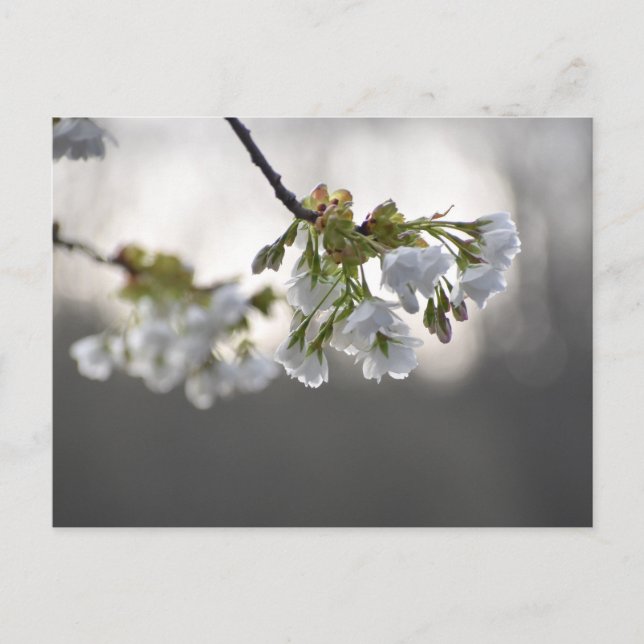 Carte Postale Fleurs (Devant)