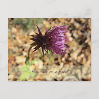 Carte Postale Fleurs...