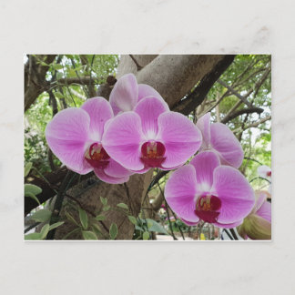 Carte Postale Fleurs à Chiang Mai Thaïlande