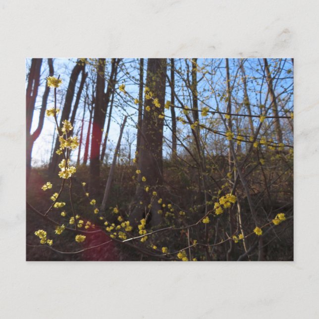 Carte Postale Fleurs à épicéa au printemps (Devant)