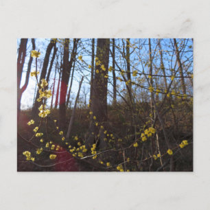 Carte Postale Fleurs à épicéa au printemps