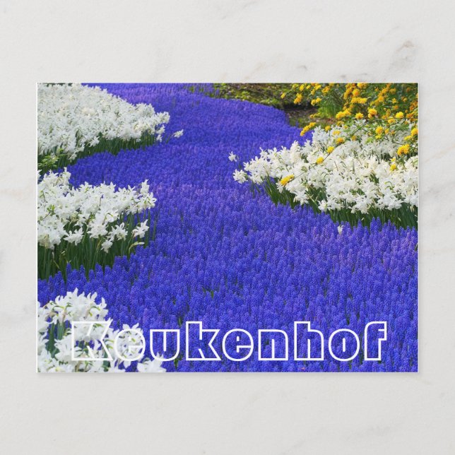 Carte Postale Fleurs à Keukenhof, blanc et violet (Devant)