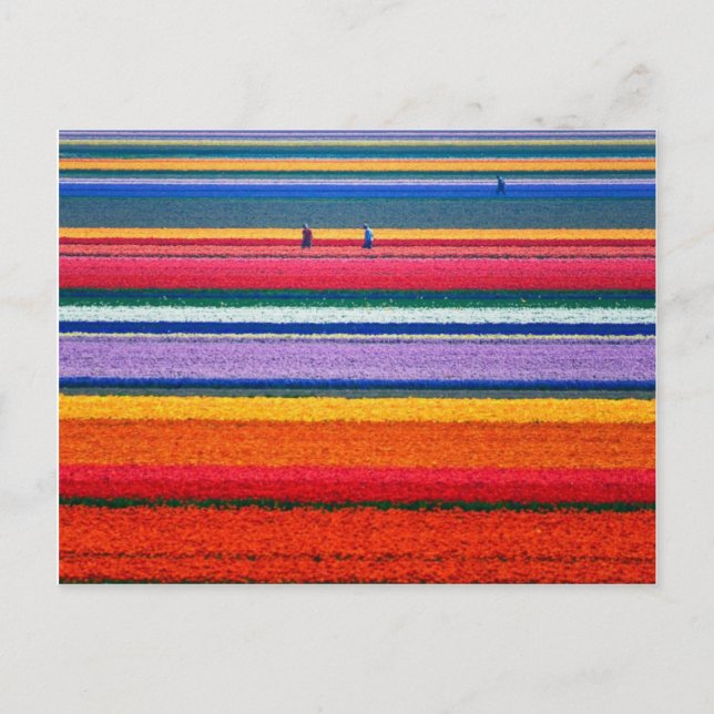 Carte Postale Fleurs à Keukenhof Dutch show gardens (Devant)