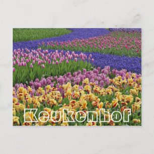 Carte Postale Fleurs à Keukenhof, ruisseaux de tulipes