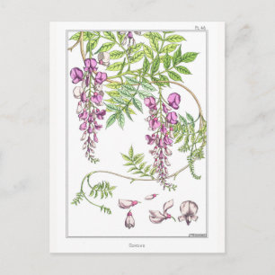 Carte Postale Fleurs à la Wisteria - Maurice Pillard Verneuil -