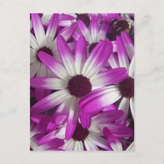Carte Postale Fleurs à profusion (Devant)