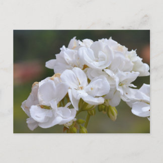 Carte Postale Fleurs à Tenerife