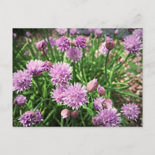 Carte Postale Fleurs Allium
