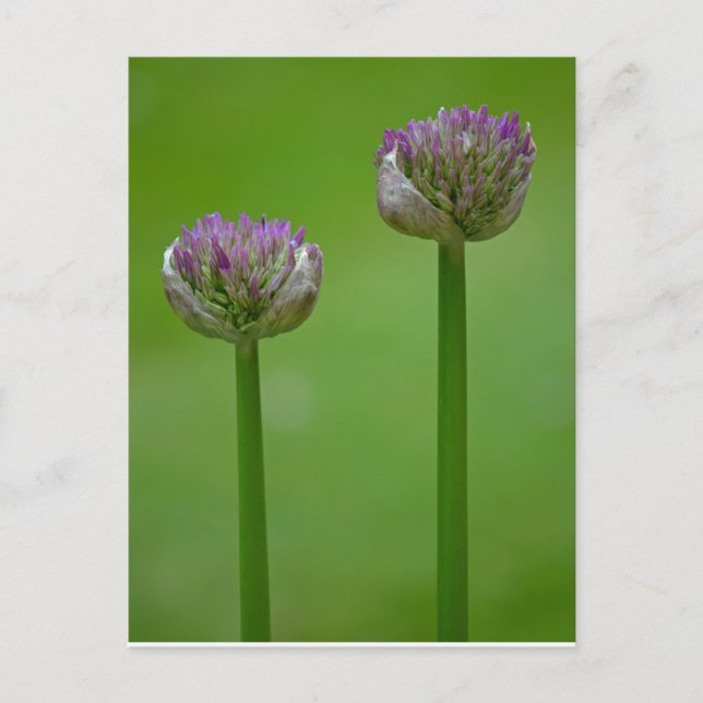 Carte postale Fleurs Allium sauvages (Devant)