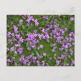 Carte Postale Fleurs alpines