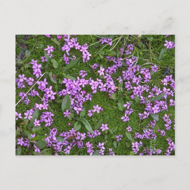 Carte Postale Fleurs alpines (Devant)
