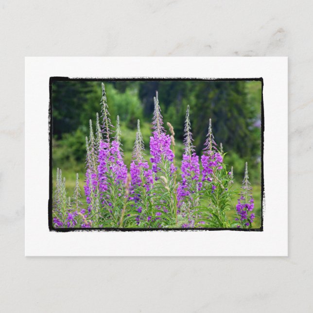 Carte Postale Fleurs alpines prairie Sage La Berneuse Leysin (Devant)