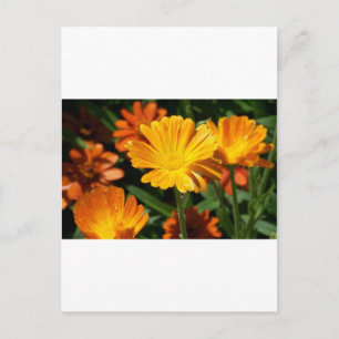 Carte Postale Fleurs Artisanales Fleurs Jaunes Paix Amour Destin
