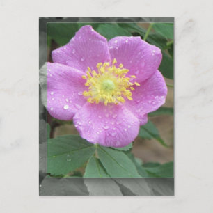 Carte Postale Fleurs au bord du lac - Rose