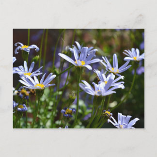 Carte Postale Fleurs au soleil